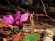 23 Cyclamen (Ciclamino)  ancora ben fiorito